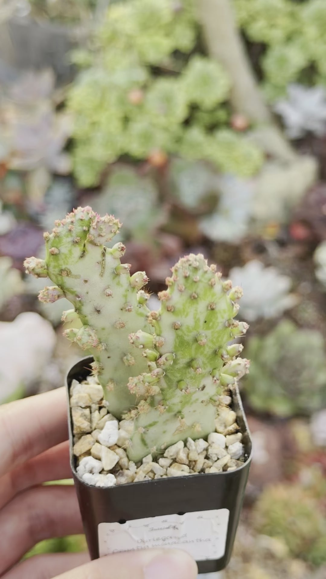 Opuntia monacantha variegata Variegated Joseph&