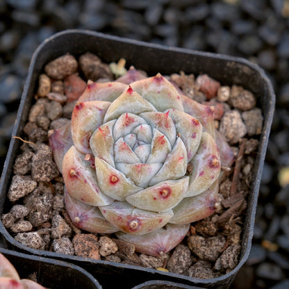 Echeveria Royal Star imported Succulent Plant