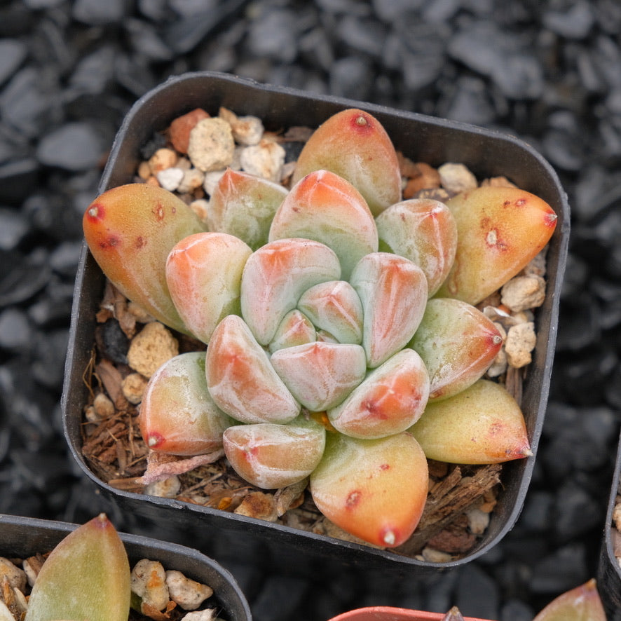 Echeveria tolimanensis hybrid Korean Succulent Plant