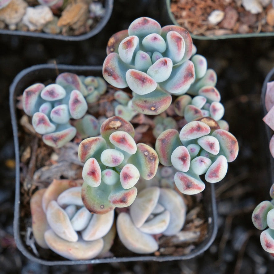 korean succulent pots Sedum commixtum Korean Succulent Plant – Succielife