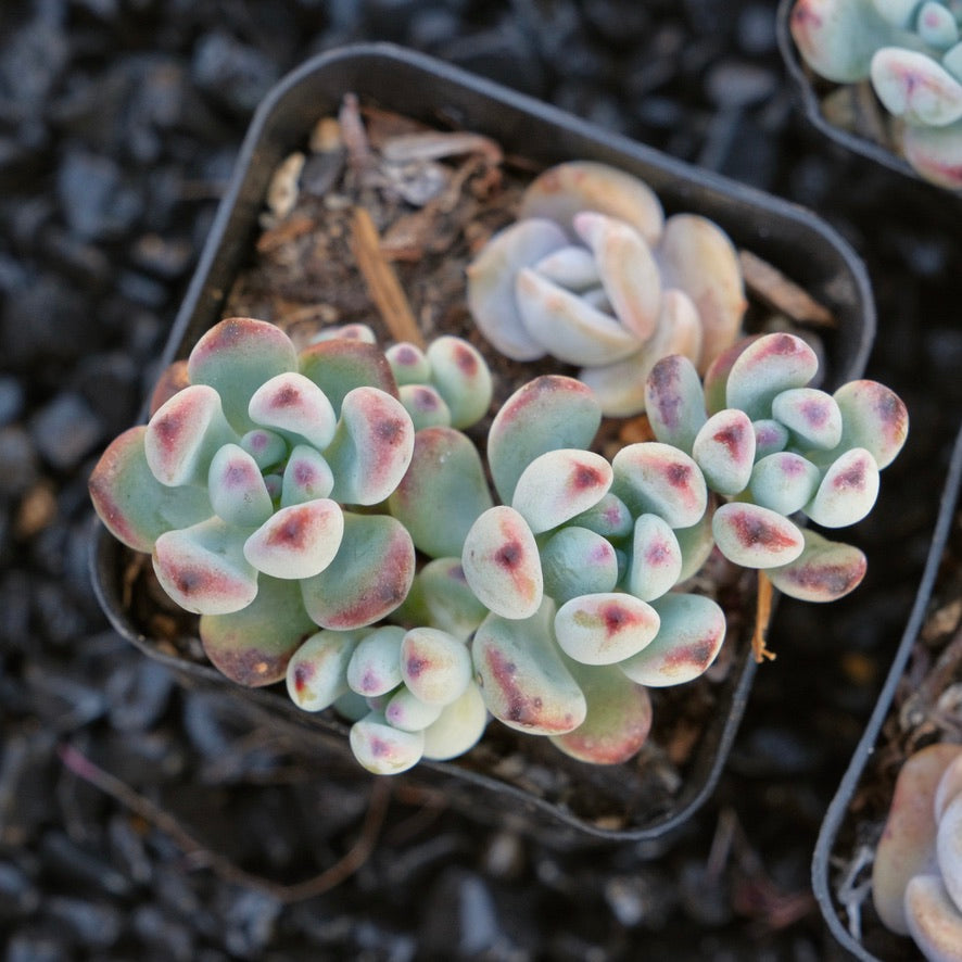 Sedum commixtum Korean Succulent Plant