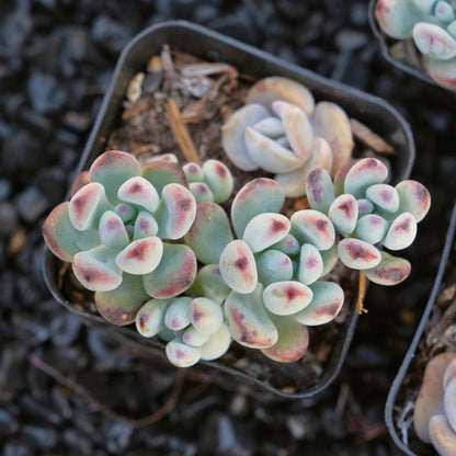 Sedum commixtum Korean Succulent Plant