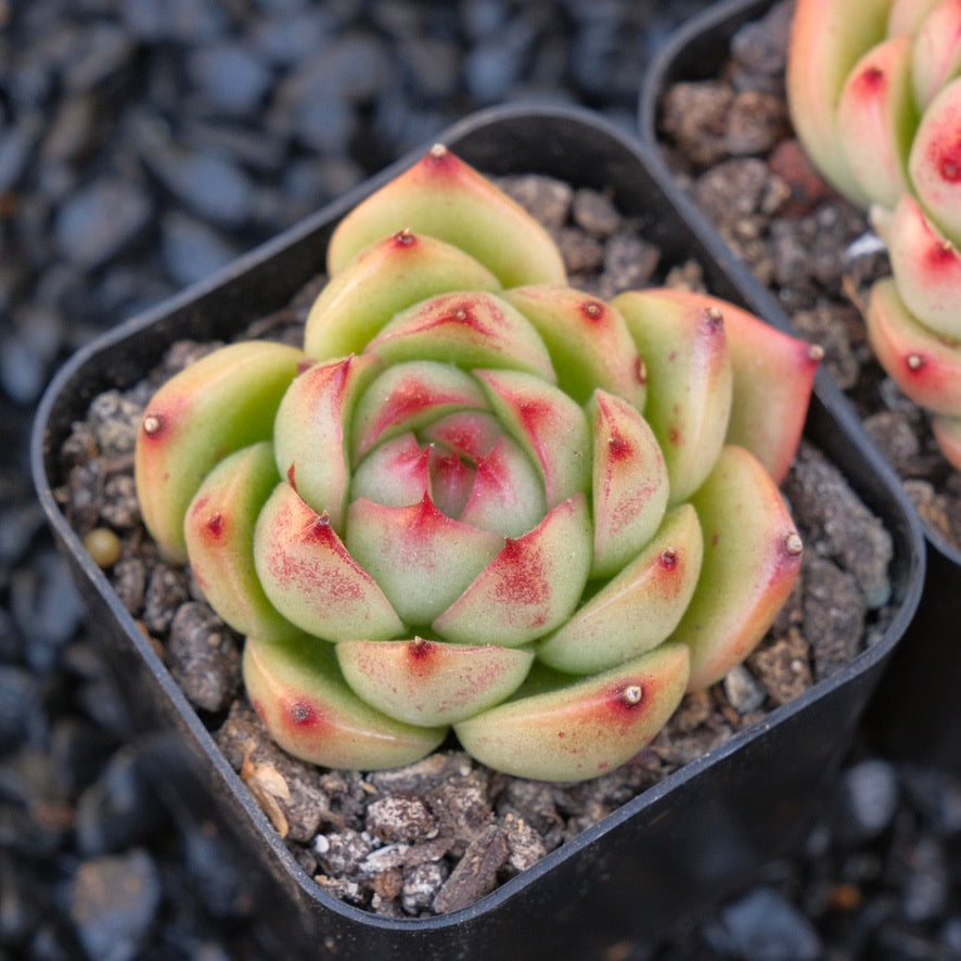 Echeveria Red Cone Korean Imported Succulent Plant