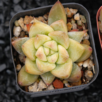 Echeveria tolimanensis hybrid Korean Succulent Plant