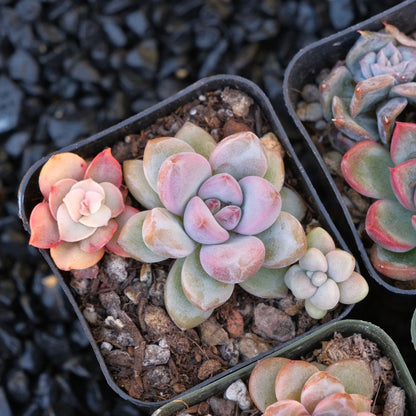 Korean succulent bb pot Succulent Plant