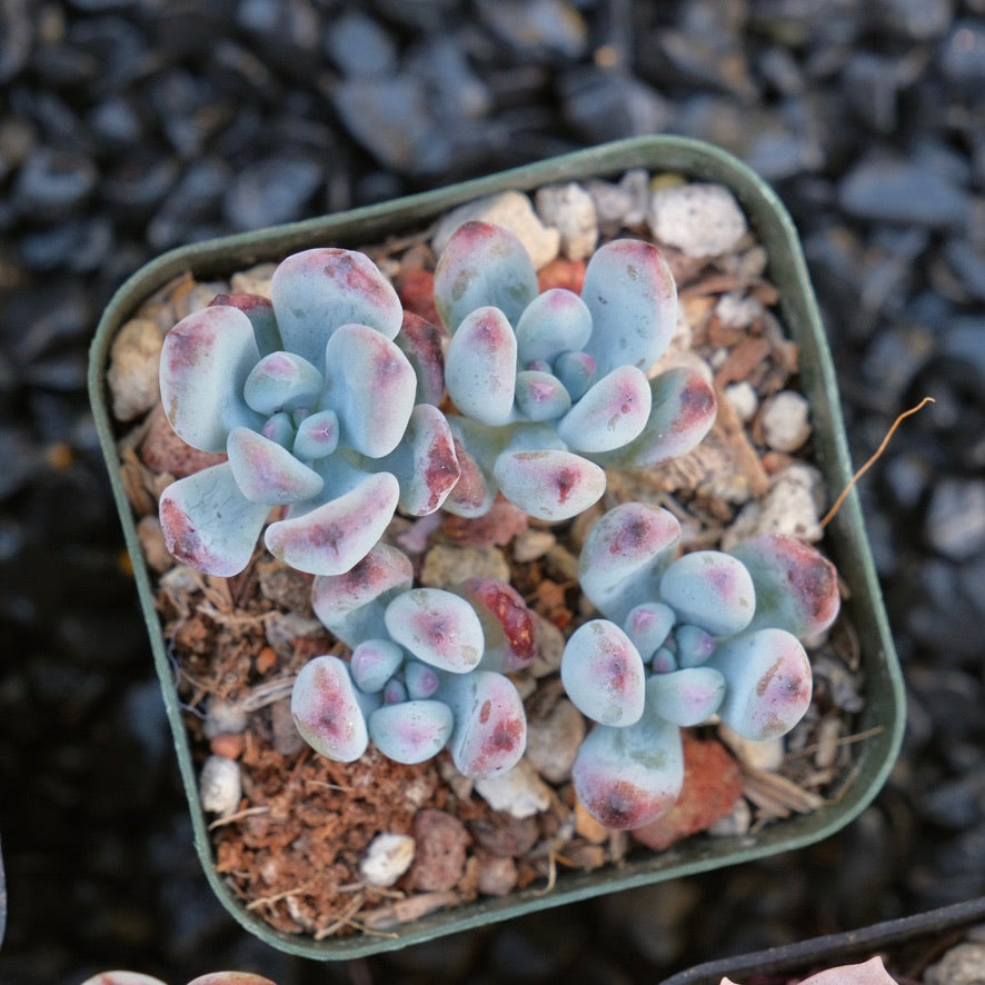korean succulents wholesale Sedum commixtum Korean Succulent Plant – Succielife