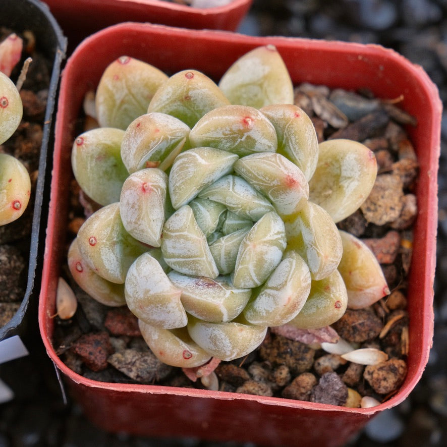 Echeveria Elsa Changhee hybrid Korean Succulent Plant