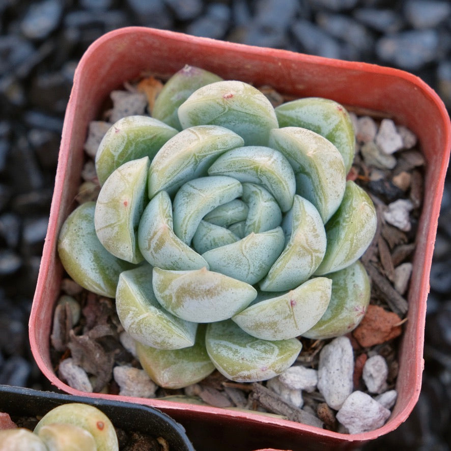 Echeveria Elsa Changhee hybrid Korean Succulent Plant