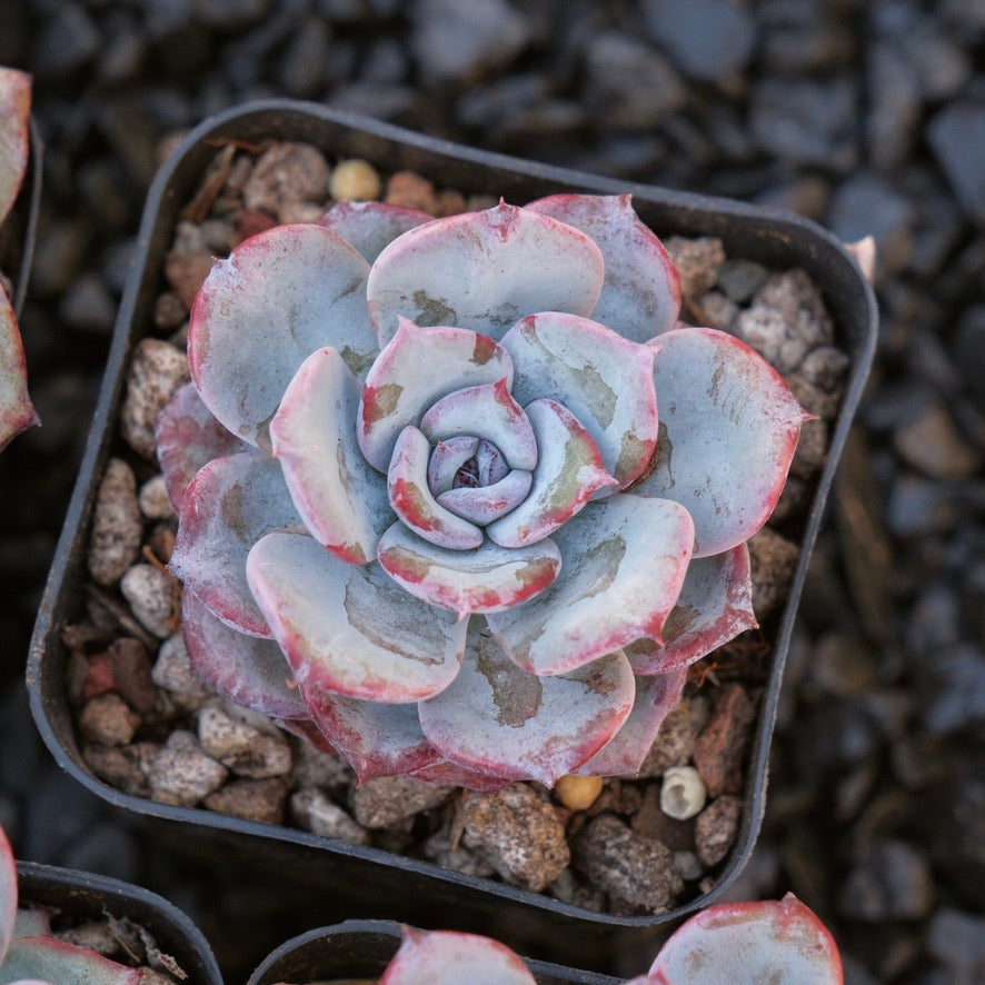 air magic succulents Echeveria Cold Brew Special Air Magic hybrid Korean Succulent Plant