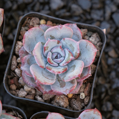 Echeveria Cold Brew Special Air Magic hybrid Korean Succulent Plant