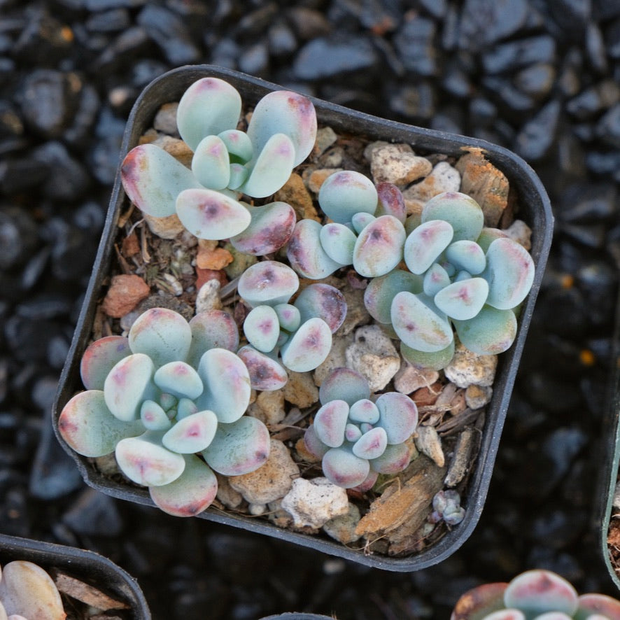korean import succulents Sedum commixtum Korean Succulent Plant – Succielife