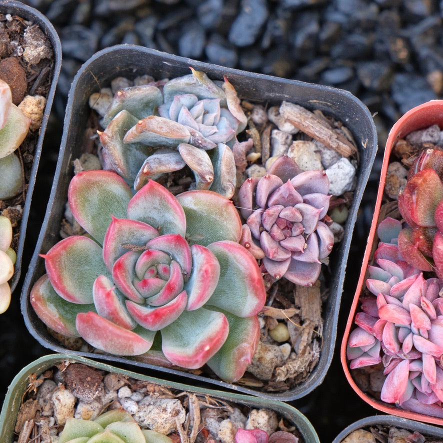 Korean succulent bb pot Succulent Plant