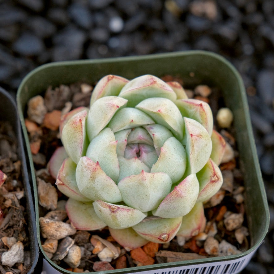 Echeveria My Heart Korean Imported Succulent Plant