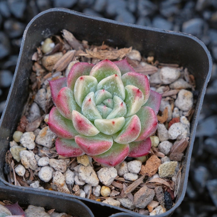 korean succulent plants Echeveria Shyness Changhee hybrid Korean Succulent Plant – Succielife