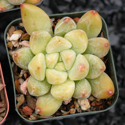 Echeveria tolimanensis hybrid Korean Succulent Plant