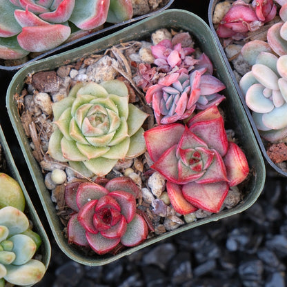 Korean succulent bb pot Succulent Plant