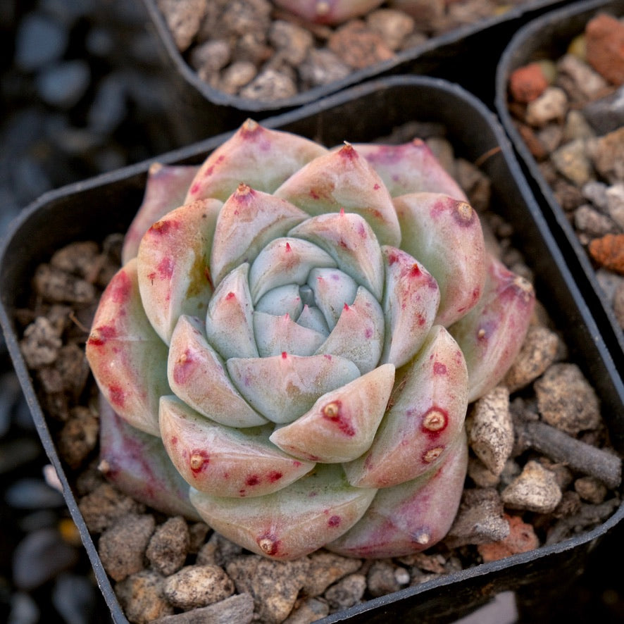 Echeveria Royal Star imported Succulent Plant
