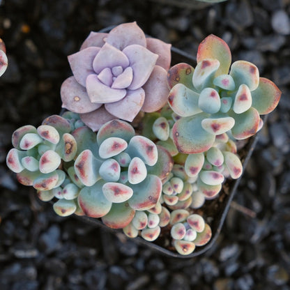 Sedum commixtum Korean Succulent Plant