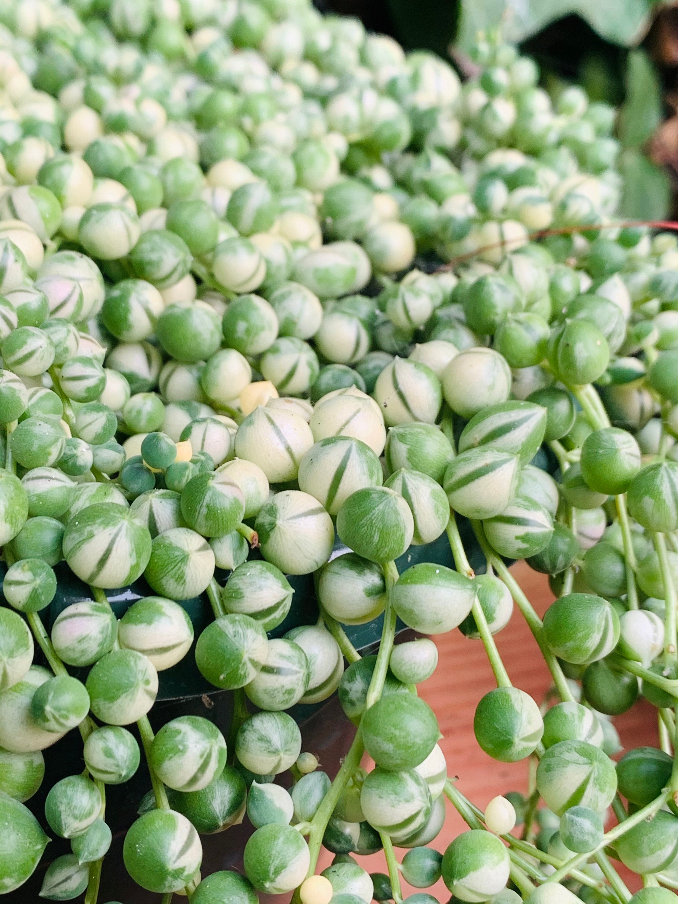 Rare Variegated String of Pearls! - Senecio rowleyanus variegata cuttings - Three cuttings
