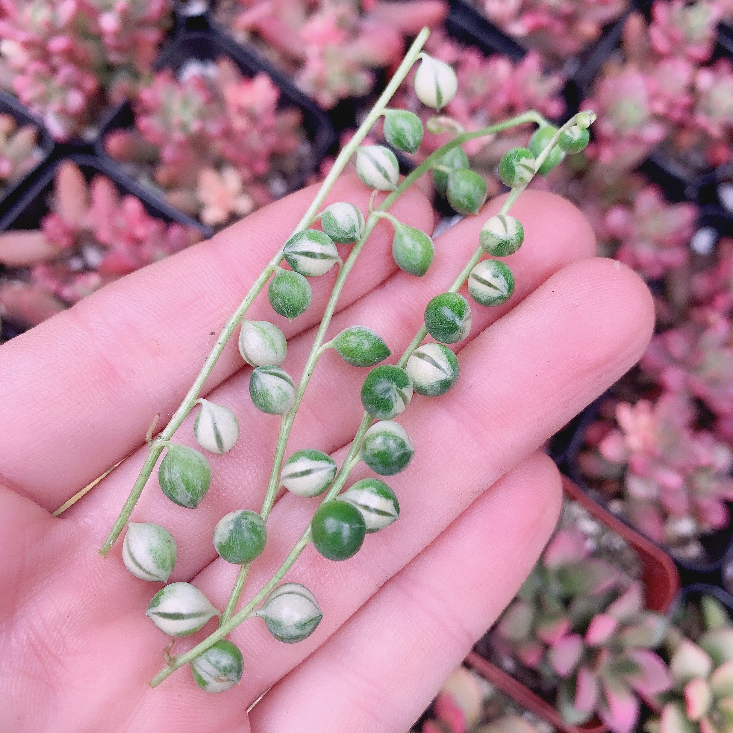 Rare Variegated String of Pearls! - Senecio rowleyanus variegata cuttings - Three cuttings